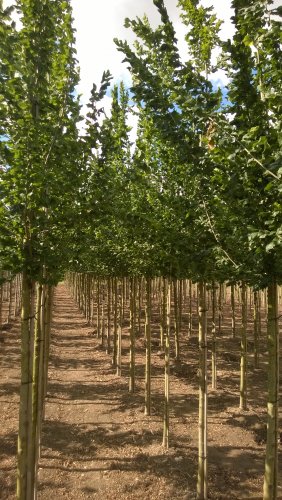 De eerst bomen zijn 01-10-2015 weer gerooid met draadkluit.